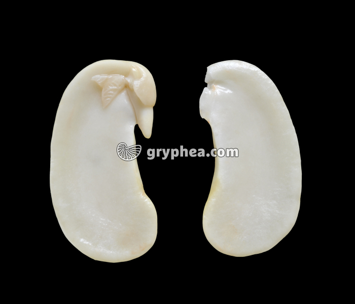 Haricot (Phaseolus vulgaris) - Graine ouverte - gryphea.org